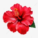 hibiscus flower
